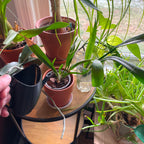 Little Pourer™ – Gentle Precision Waterer for Small Plant Pots